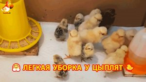 Суточные цыплята в коробках и легкая уборка мини брудеров 🐤🤗❣️