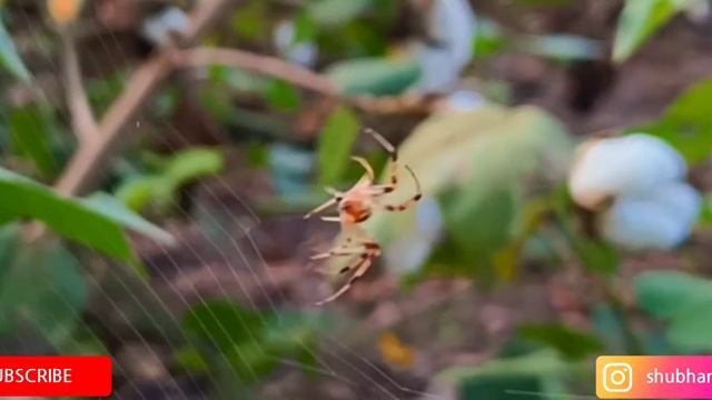 Amazing spider spinning its web - close-up in #1080p HD Shoot in #Realmex7max смотреть онлайн