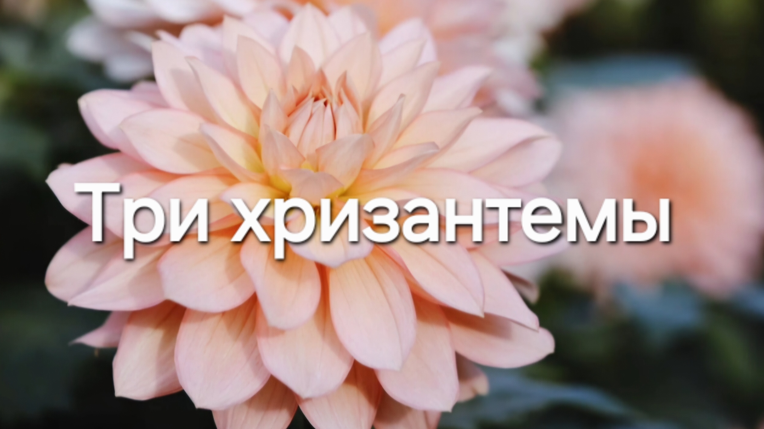 Три хризантемы
