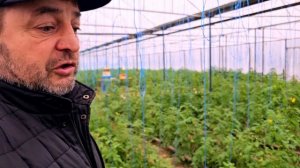 Результат применения Стартеко за 7дней на томатах Карабудахкент Район