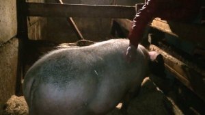 Порода Крупная Белая. Разведение/жизнь в деревне