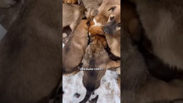 Важность заботы о животных💔