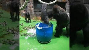 Как гориллы играют с пеной в московском зоопарке