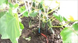 ЭЛЕКТРОГРЯДКА 2017 год