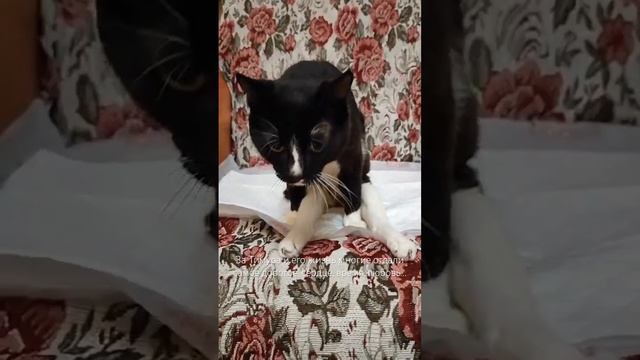 Тимур - волшебный кот для которого ничего не жалко кот котик волшебство жизнь спасение