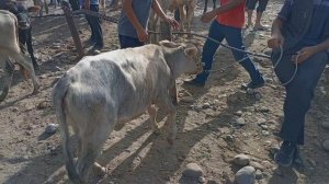 3 августа 2024 Г. ШАНБЕ БОЗОРИ КАМНИЗМ НОХЯИ ФАРХОР НАВОР КАРДЕМ БУКА ГУНАЧИН МОЛИ МАЙДА