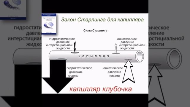 Физиология мочеобразования