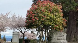 Могила Bruce Lee в Сиэтле спустя 50-т лет после его смерти | Чего вы не знали о Кунг-Фу