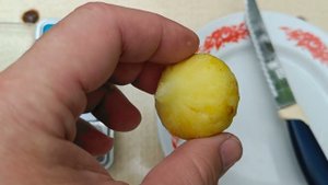 Инжир сорт Медовый