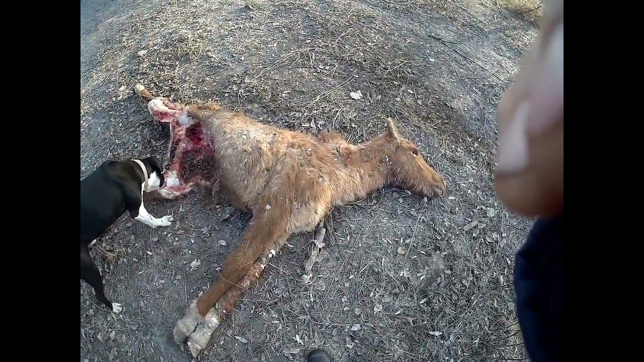 07.01.2025 Нарушение закона Статья 2.1 РФ "О ветеринарии" 14.05.1993 г. № 4979-1 смотреть онлайн