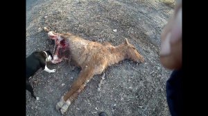 07.01.2025 Нарушение закона  Статья 2.1 РФ  "О ветеринарии" 14.05.1993 г. № 4979-1