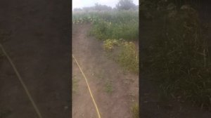 8 июля, уборка табака в разгаре.