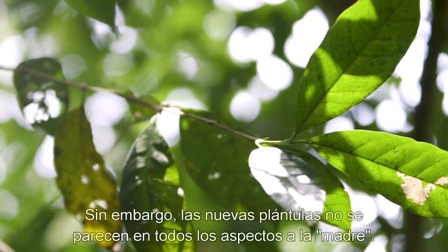 Café y biodiversidad: una infusión perfecta смотреть онлайн