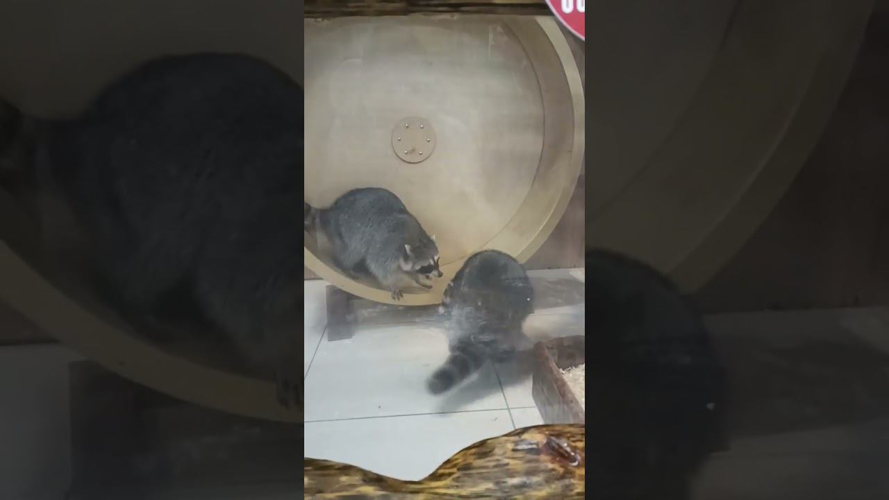 Колёсная мЕсТь енотов смотреть онлайн