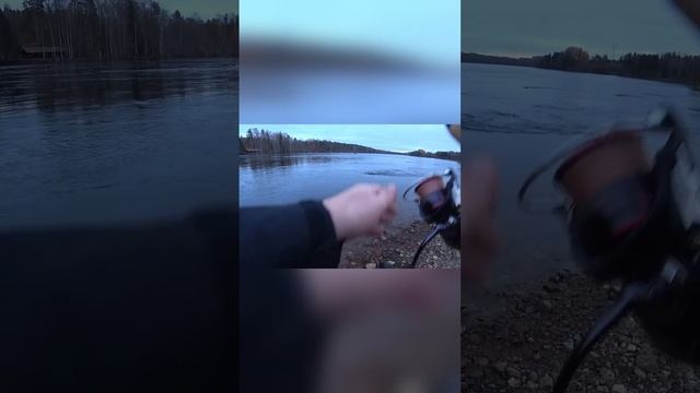 кумжа из под камня #fishing #рыбалка