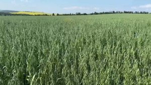 Deutz Fahr Agrolux 4.80 в Иркутске трейлер