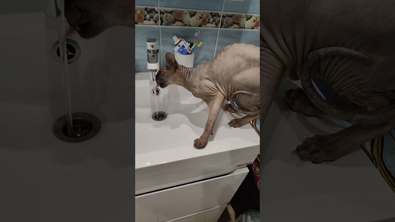 Сфинкс Лыся. Мой друг. Живой звук смотреть онлайн