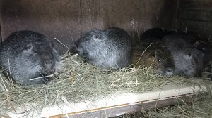 Нашли применение старым доскам. Всё для НУТРИЙ. 15.12.24