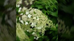 Брюссельские кружева