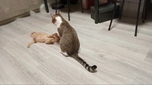 Лео vs Цикорий