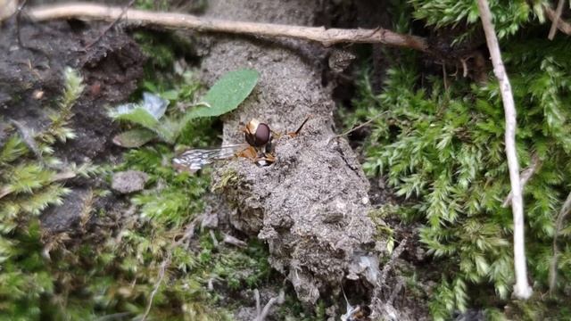 Охота редкого паука Atypus muralis смотреть онлайн