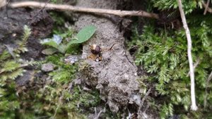 Охота редкого паука Atypus muralis