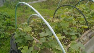 Заготовка цветков календулы .Чай из календулы зимой будет ..