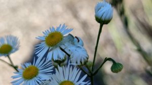 Misumena vatia (Цветочный паук) интересные факты о пауке