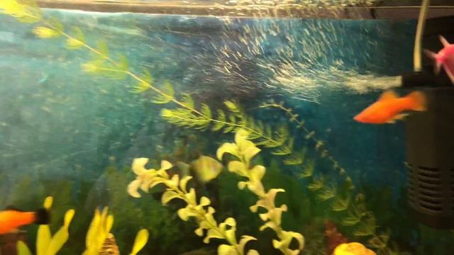 Мой аквариум смотреть онлайн