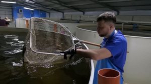 Филешка и результаты роста рыбы в узв за 2 года