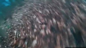 ЧЕРТИ ПЕРЕВЕРНУЛИ ЛЕГЕНДАРНЫЙ ГЕЛИК ПАШИ ПЭЛА! Паша Пэл