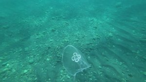 АДЛЕР. ЧИСТОЕ МОРЕ. МЕДУЗЫ. Пляж СОЧИФОРНИЯ. Река МЗЫМТА ..