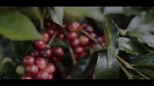 COFFEE PLANT FOOTAGE | INDONESIAN COMMODITY