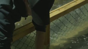 Обзор цеха содержания маточного стада осетров. Получение черной икры.