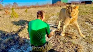 Олег Зубков и директор Минского зоопарка о СУДЬБЕ льва ШЕРХАНА и о том, будут ли его УСЫПЛЯТЬ?!