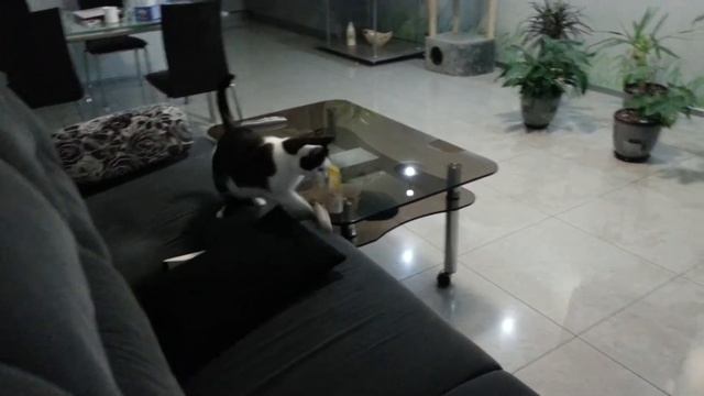 Служебная кошка.mp4 смотреть онлайн