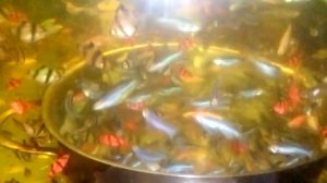 #Аквариумистика#Запустил кастрюлю# После каши# В аквариум#