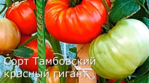 Каталог томатов для начинающих- не капризных, урожайных, вкусных.