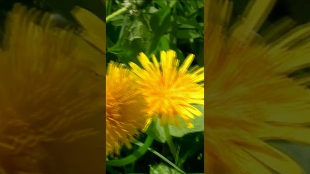 Одуванчики. Дмитрий Шлапак смотреть онлайн