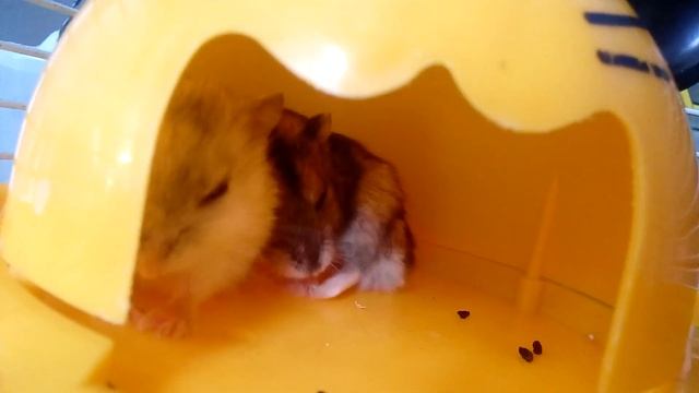 ДЖУНГАРИКИ МИНИ ХОМЯЧКИ | Хомячуля: Secret Life Hamster - Pets