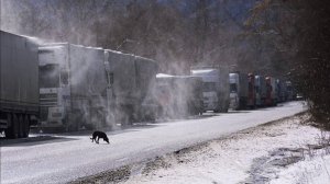 Свыше тысячи фур застряли на границе РФ и Грузии