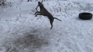 Активный выгул питбеля номер 2