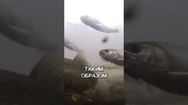 Как Выращивают Самый ДОРОГОЙ И ВОСТРЕБОВАННЫЙ Вид РЫБ?