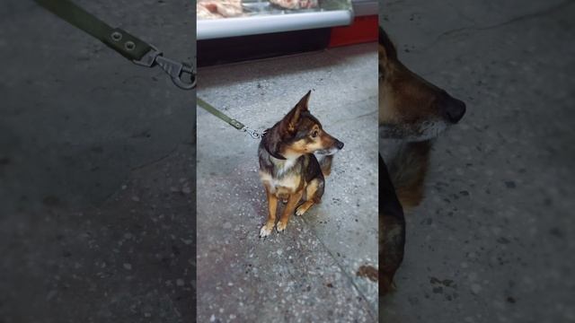 Мишка позирует ❤