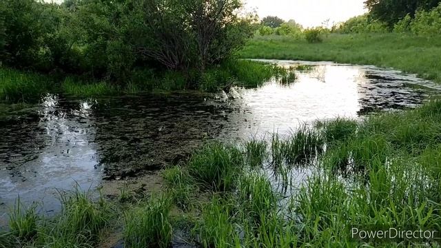 #прогулка перед сном. #собаки ловят выдру. смотреть онлайн