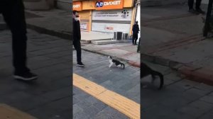 Шерстяные проказники