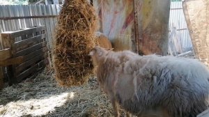 Рептух для Катумских овец, линька в разгаре