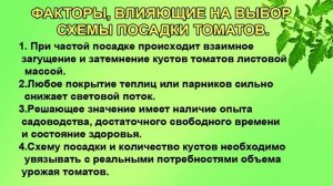 Томаты  Выбор схемы посадки  Начинающим