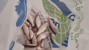 рыбалка на плотву, река ишим.