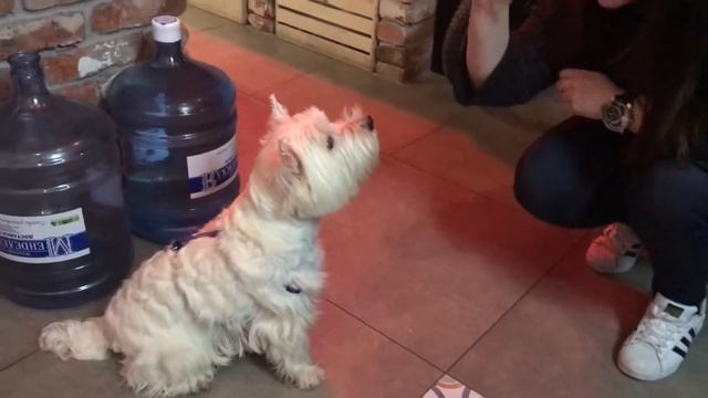 Кофейня Staff смотреть онлайн